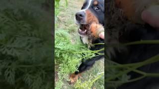 My Dog Stole My Freshly Harvested Carrot #bernesemountaindog #gardening #funnydogs