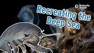 Recreating the Deep Sea | Monterey Bay Aquarium's Into the Deep