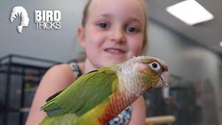 My 7 yr Old Tamed This Rescue Bird in 2 Days | Pineapple Cheek Conure Taming