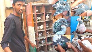 Purani Nasl Ke Desi High Flyer Kabootaro Ka Shauk  || एक से बढ़कर एक कबूतर️ || High Flying Pigeons