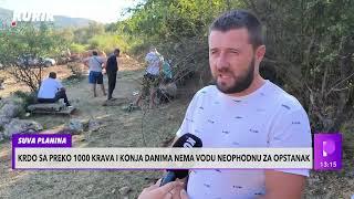 VEĆ DVA DANA BEZ KAPI VODE! Krdo konja i krava na Suvoj planini PATI ZBOG VELIKIH SUŠA!