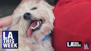 LA Animal Services Website Update