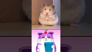 Innocent Hamster!  #hamster #hamstercore #animals #funnyanimals #animalmemes #funny #memes #shorts