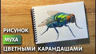 Рисунок цветными карандашами мухи | Поэтапная срисовка для начинающих