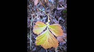 #ТУНДРА #ОСЕНЬ #ЛИСТЬЯ #КРАСКИ #TUNDRA #AUTUMN #LEAVES #PAINTS