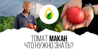 Томат МАКАН ЧТО НУЖНО ЗНАТЬ?