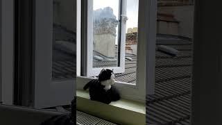 cat of black and white side