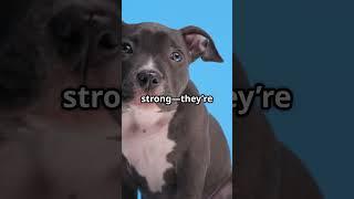 Send to a Pit owner! #love #viral #viralvideo #dog #dogs #giddy #funny #fun #cute #relatable #pets