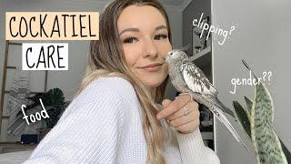 Cockatiel Care + Tips!