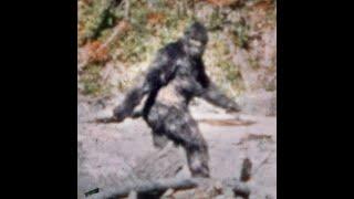 Patty the Bigfoot was she Real or Fake? I asked in my SJ research area and here are the answers !!