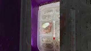 NEWLY HATCH baby leopard gecko #trending #geckos #leopardgecko #shorts