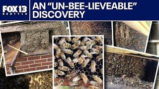 Over 300k bees found inside walls of historic Puyallup house | FOX 13 Seattle