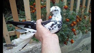 Узбекские голуби! Это не только красота на земле но и в небе! Uzbek pigeons flying!Russia,Astrachan.