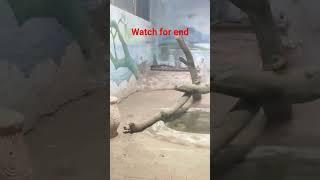 Anaconda snake and ajgar bigg snake #viral #animals #anaconda #cobra #zoo