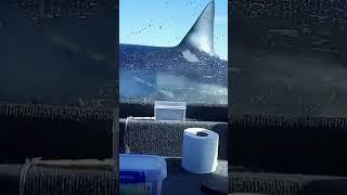 Unbelievable! Giant Shark Jumps into Fishing Boat 