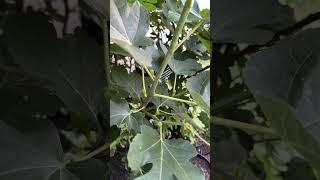 Terrace Garden in June - Figs! Breba and Main Crop Figlets #gardening #figs #herbs #dirtlockers