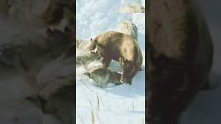 Canada Wolves hunt Bison ‼️ #wolf #bison