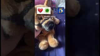 Real dog or plush dog ? #dogplush #essacommunity #essa #plush #emotionalsupportstuffedanimal