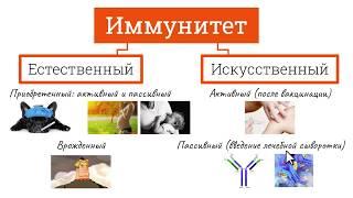 ИММУНИТЕТ / ВИДЫ ИММУНИТЕТА