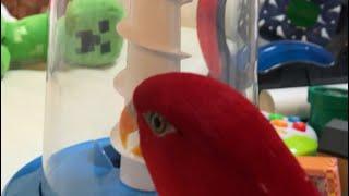 Red birb and birbtoy