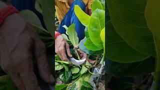 Grafting Pink Jackfruit: Easy Steps for Success #shorts