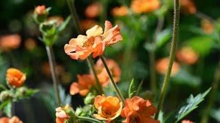 Geum (Geum ‘totally tangerine’)