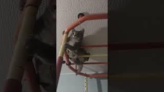 Кот залез под потолок и не слезает.