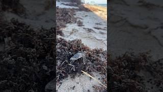 Baby Sea Turtle!