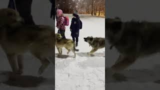 Собаки в п. Советский ХМАО