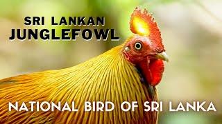 Sri Lankan Junglefowl | National Bird of Sri Lanka