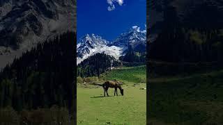 Haven of earth ️️️ #nature #naturelovers #kashmir #kashmirvalley #shorts #short #shortvideo #yt