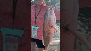 Catching fish #fishing #fishinglife #fishingvideo #fish #redfish #boating #boatlife #boat #outdoors