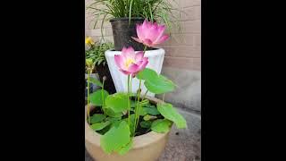 GROW LOTUS IN HOUSE FROM SEEDS - SKY GARDENS