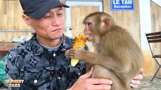Without dad bringing food, can Monkey Kaka find food to eat?