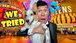 Took My Corgi to Vegas - What Could Go Wrong? || Life After College: Ep. 800