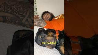 Rottweiler vs. Wolf - Will the wolf manage to steal the Rottweiler's food ?