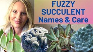 FUZZY soft Succulent types Care and name IDENTIFICATION with MOODY BLOOMS