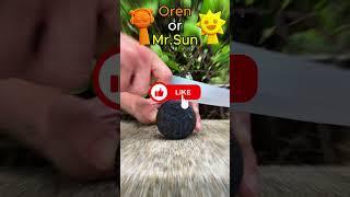 What’s Inside This Satisfying Slice? Sprunki Oren or Mr Sun?! #shorts #Incredibox #sprunki