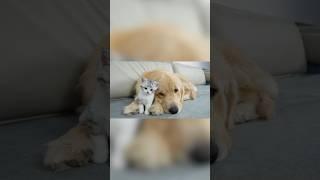The Kitten Fell In Love With the Golden Retriever
