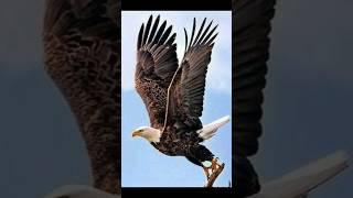 Eagle, The king of birds #eagles #birds #goodshort #birdsofinstagram #flyingeagles #natgeo #viral