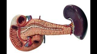 Lab 8.2 - Endocrine glands (models)