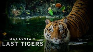 Malaysia's Last Tigers - Documentary