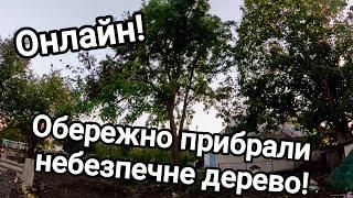 Купив хату в селі! Обережно валимо небезпечне дерево! Пиляю величезну шовковицю онлайн!Стає просторо