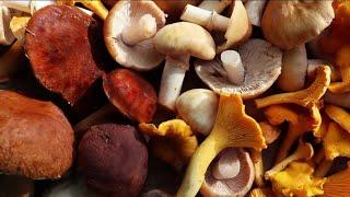 Consumer Reports explains why mushrooms are having a moment