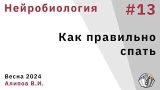 Нейробиология обучения 13. Как правильно спать