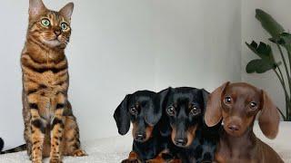 Mimi’s Family Diary- Bengal Cat & 3 Mini Dachshunds.