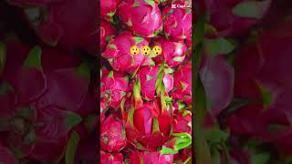 is it true? amazing dragon fruit | #shorts #viral #trending