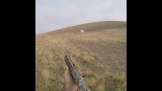 Avcı Mehmet ile bıldırcın avı (Guail hunting)