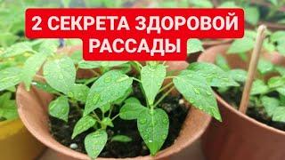 СДЕЛАЙТЕ ЭТО С РАССАДОЙ В САМОМ НАЧАЛЕ РОСТА.  Вырастит здоровая и сильная