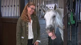 How the Lipizzan Stallions Learn to Dance Dressage